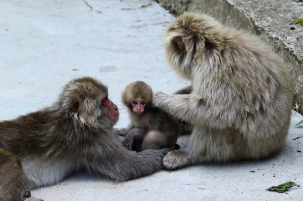 Communal grooming. Isn't the little baby monkey cute?