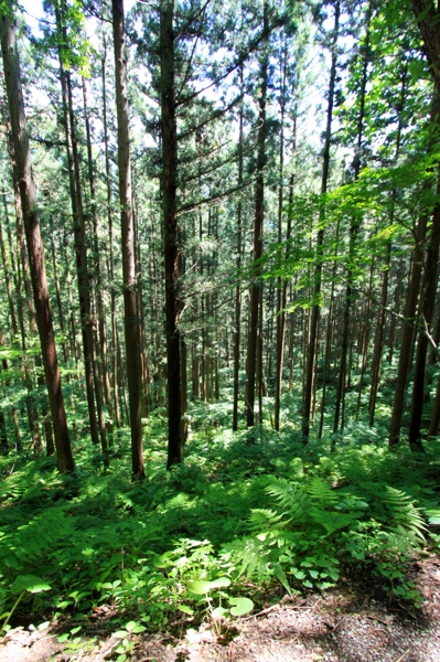 Enjoying our walk up the forested path.