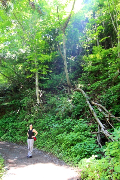 National Park - on the way to Jigokudani Yaen-koen.