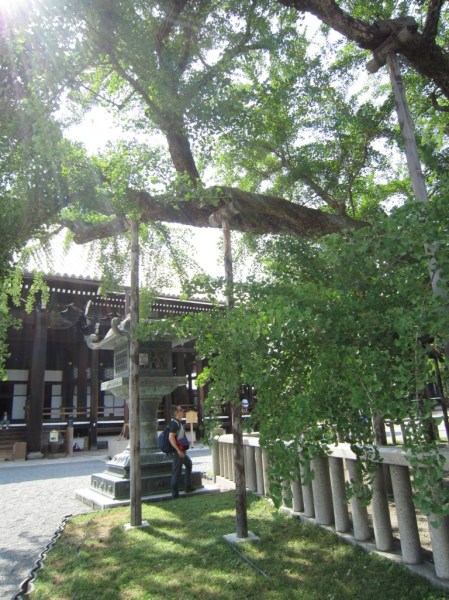 Nishi-Hongan-ji temple & the 400 years old Ginkgo tree.