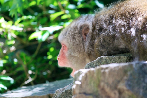 Snoozing on the rocks in the shade.