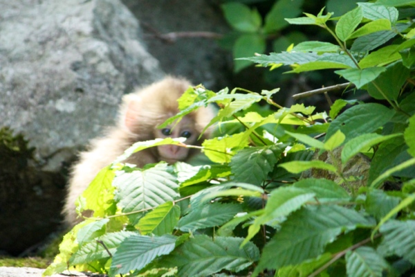 This little guy was only about 3 weeks old.