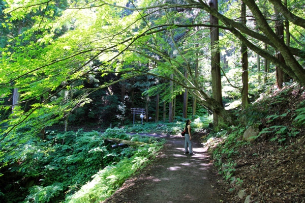 Walking through the forest to get to