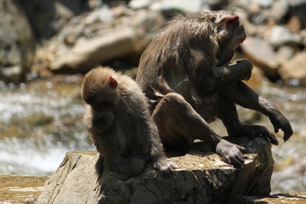 We watched this matriarch take a dip in the pool and then sun herself. Her name is Jan.