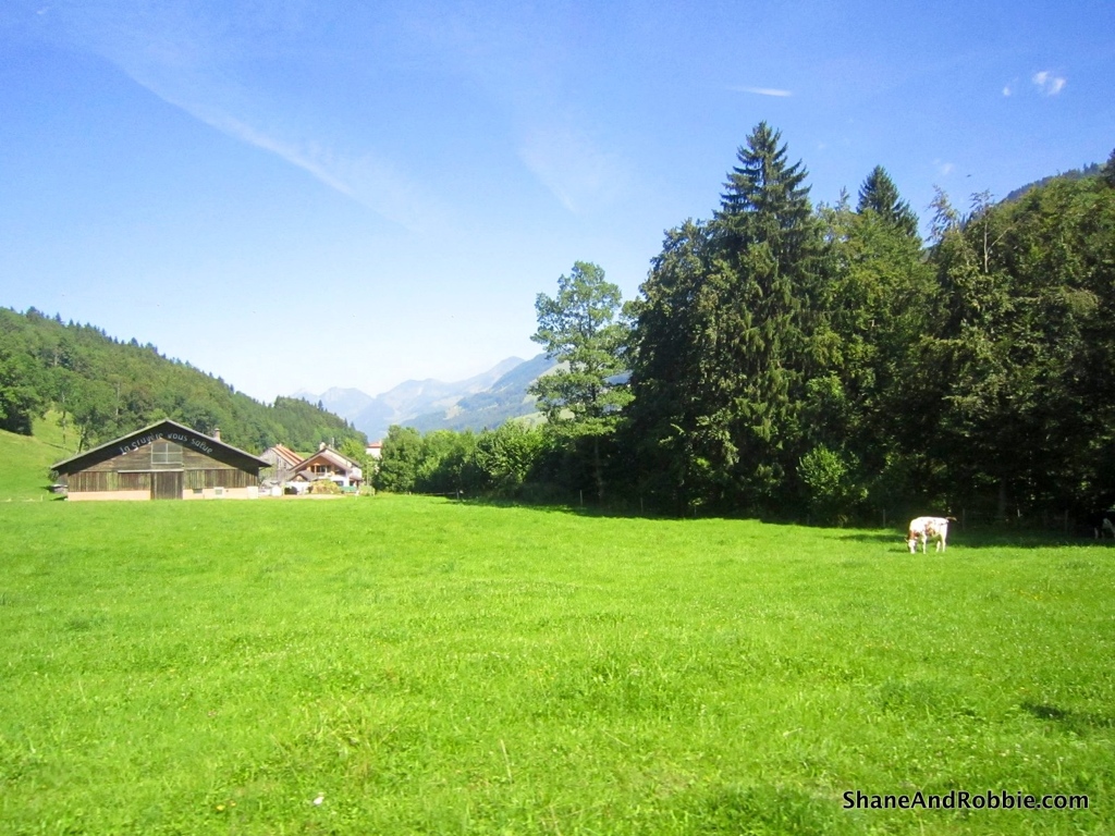 The secret ingredient for tasty Gruyère cheese, we were told, is milk from happy cows who spend their summers in the high meadows of the Alps, wandering freely and munching the fragrant herbs of these lush alpine meadows.