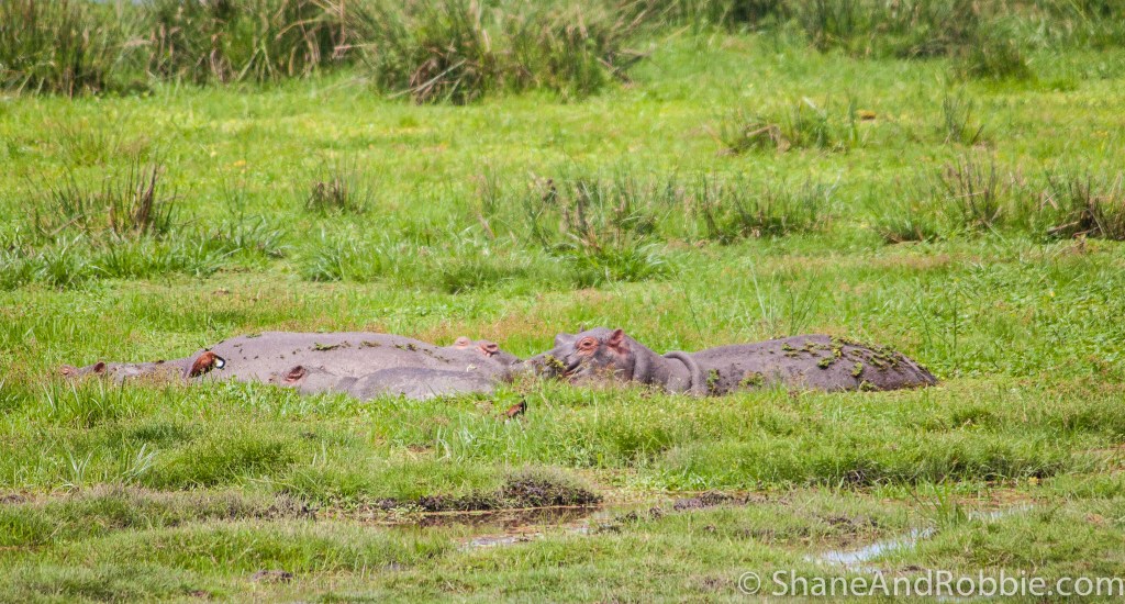 That's one happy hippo family wallowing in mud! 20131215-_MG_9331