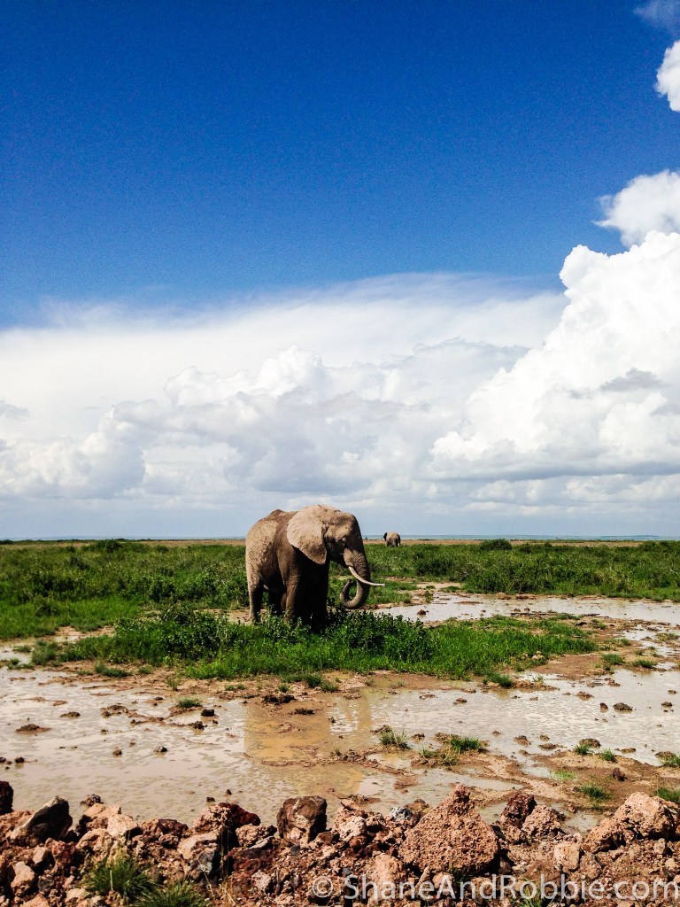 They are awesome creatures to watch. 20131215-IMG_2370