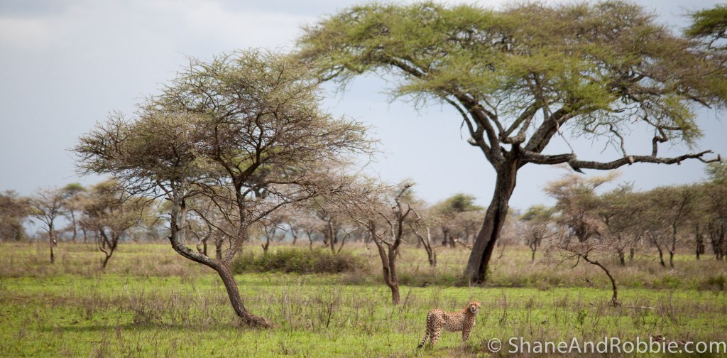 The cheetah's spots make them surprisingly well camouflaged. 20131218-_MG_9878