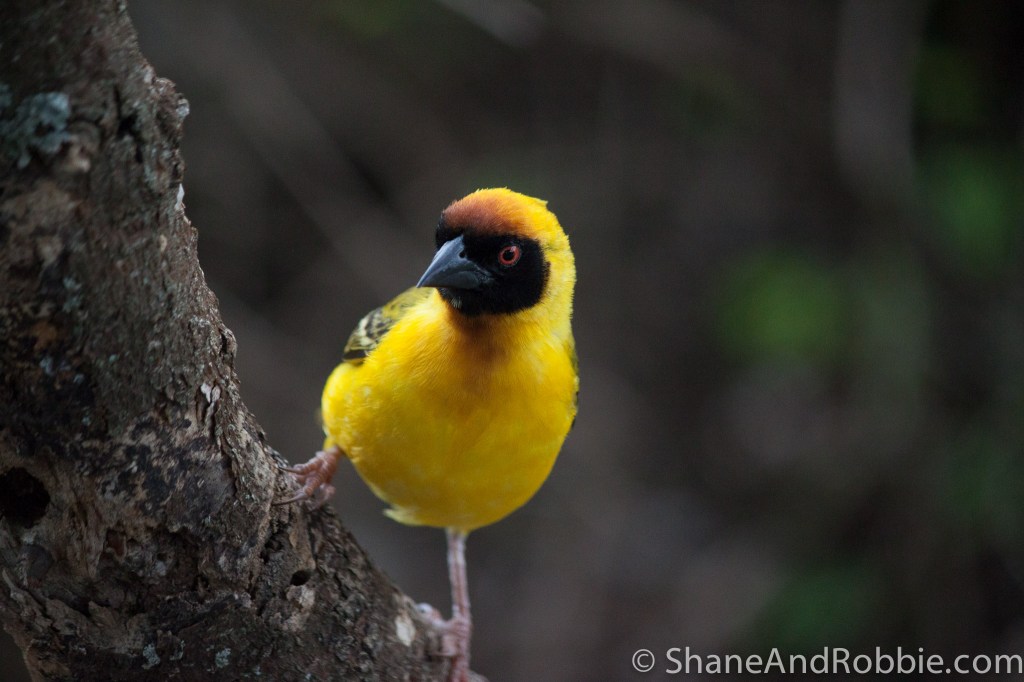 20131218-_MG_9910 20131218-_MG_9910