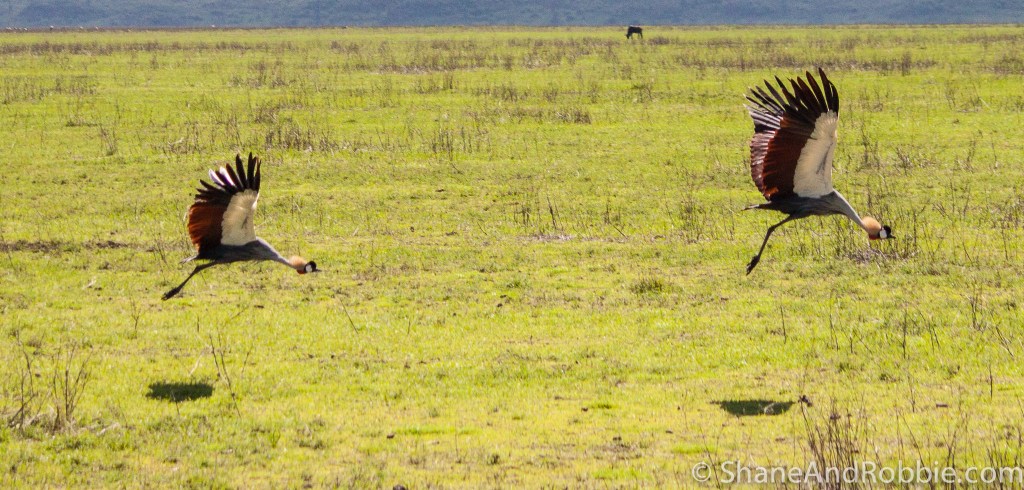 The crested crane is Uganda's national emblem. 20131220-_MG_0433