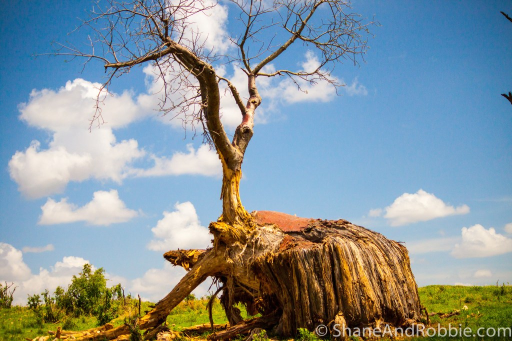 baobab dead 20131221-_MG_0500