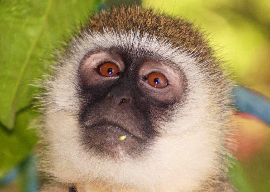 This young vervet monkey had been brought in image