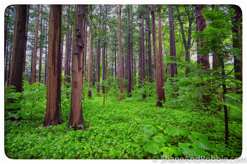 2014-06-13-20140613-00062(Canon EOS 6D)