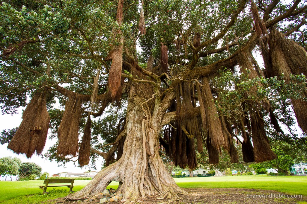 20141215-IMG_0716-0009