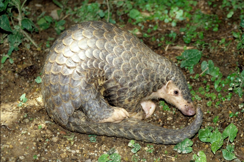 pangolin